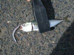 兵庫突堤でサバゲーを楽しんできました