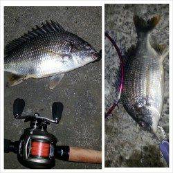 舞洲でチニング　NEWロッド&リールの試し釣行