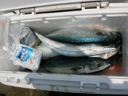 渡船を利用してカゴ釣りでサバ連発♪