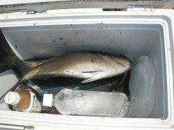 すさみの地磯でのカゴ釣り釣果