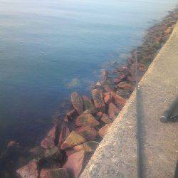 市川河口 朝の時合いにキビレ31cm&キス2匹