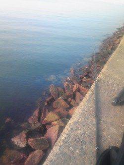 市川河口 朝の時合いにキビレ31cm&キス2匹