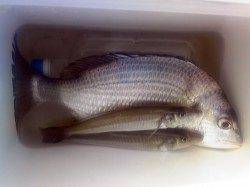 市川河口 朝の時合いにキビレ31cm&キス2匹