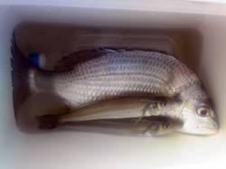 市川河口　朝の時合いにキビレ31cm＆キス…