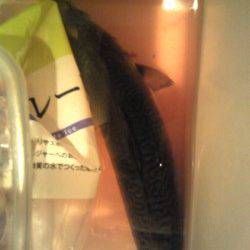 アジュール舞子　粘った末にウキ釣りでサバ35cm！