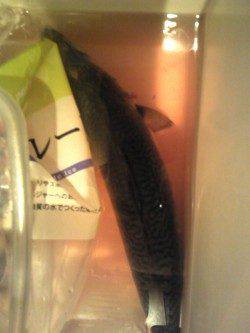 アジュール舞子　粘った末にウキ釣りでサバ35cm！