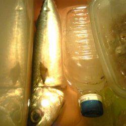 アジュール舞子　粘った末にウキ釣りでサバ35cm！