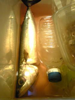 アジュール舞子　粘った末にウキ釣りでサバ3…