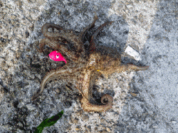 網干浜北東面　オクトパッシングでマダコ5匹☆アタリは10回アリ