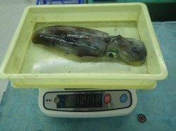 見草　エギングでアオリイカ500g