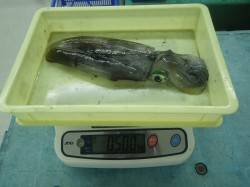 見草　エギングでアオリイカ500g