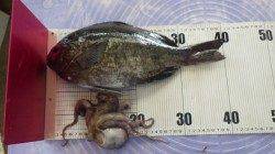 みなべ埴田にてメタボなグレ！