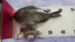 みなべ埴田にてメタボなグレ！