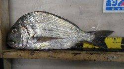 みなべ目津　フカセでヘダイ・コロダイ・イサギ