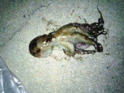 南芦屋浜　夜のオクトパッシングもタコ1パイ