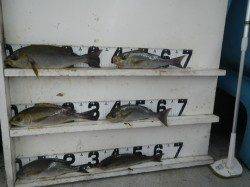 見老津でイサキ・グレ・イガミ・シイラゲット！