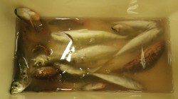 堺漁港　サビキでアジ＆ガシラの釣果