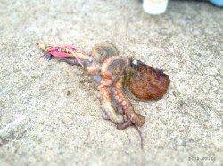 垂水漁港　タコエギに挑戦で1パイゲット☆