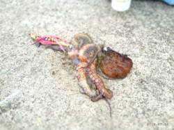 垂水漁港　タコエギに挑戦で1パイゲット☆