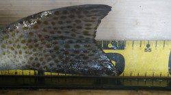 周参見の波止　投げ釣りでコロダイ51cm