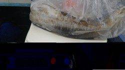 みなべ堺でエギング　キロUPのアオリイカ