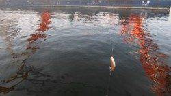 本荘人工島　夕方のサビキ釣りで豆アジ105匹　サヨリの群れも確認