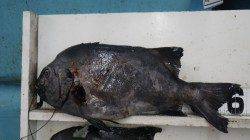 樫野でイシダイ　★62ｃｍ・52ｃｍ★