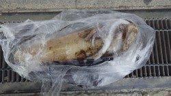 田辺天神崎、サビキでアジ釣って→ヤエンでアオリＧＥＴ！