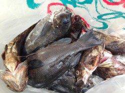 芦屋の豆アジ順調に釣れだした！芦屋浜サビキ