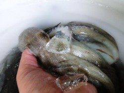 食コンRT　小アジ・タコ順調です★