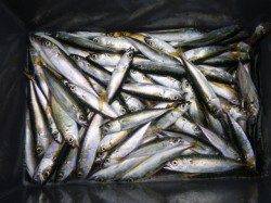 兵庫突堤、サビキ好調キープ