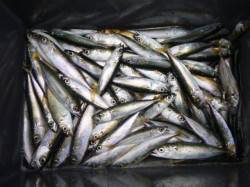 兵庫突堤、サビキ好調キープ