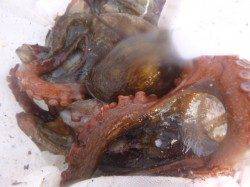 朝の北公園も小野浜もいい感じ！