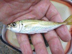 【アジも好調！！】アジュール舞子ＲＴ