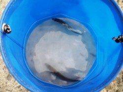 キス釣れてます♪　泉大津ＲＴ　4日あさ