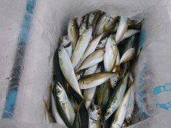 兵突のサビキ釣りマイワシも！