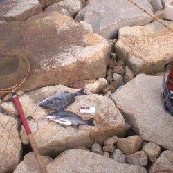 【オキアミフカセでチヌ釣れました♪】芦屋浜