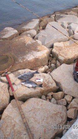 【オキアミフカセでチヌ釣れました♪】芦屋浜