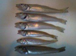 貝塚人工島で夜釣り☆