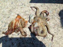 【サビキで小サバ爆釣！タコもいるよ】南芦屋浜