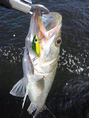 大阪・南港周辺でデイゲームシーバス♪