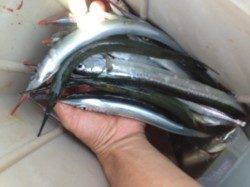 サヨリ釣り日本一！芦屋浜で釣れています！