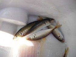 【サヨリ確認！飛ばしサビキで豆アジ】南芦屋浜