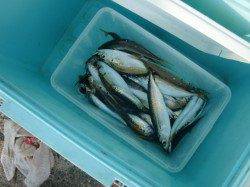 南芦屋浜、サビキオールスター全て釣れております