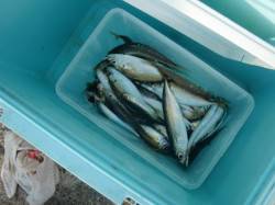 南芦屋浜、サビキオールスター全て釣れており…