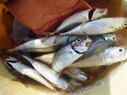 ◇倉庫前小アジ◎◇泉大津 朝RT 10日