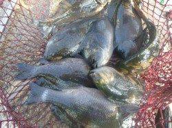 空港RT 良型の波止グレ10匹!