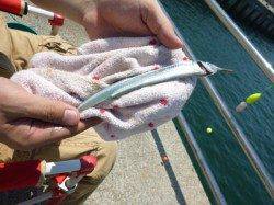 【小アジとサヨリがいい感じ】アジュール舞子