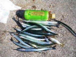 キタァ～貝塚人工島プールにサヨリちゃん