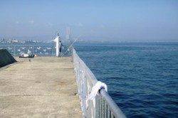 貝塚でサヨリちゃん★今年は凄いよ♪